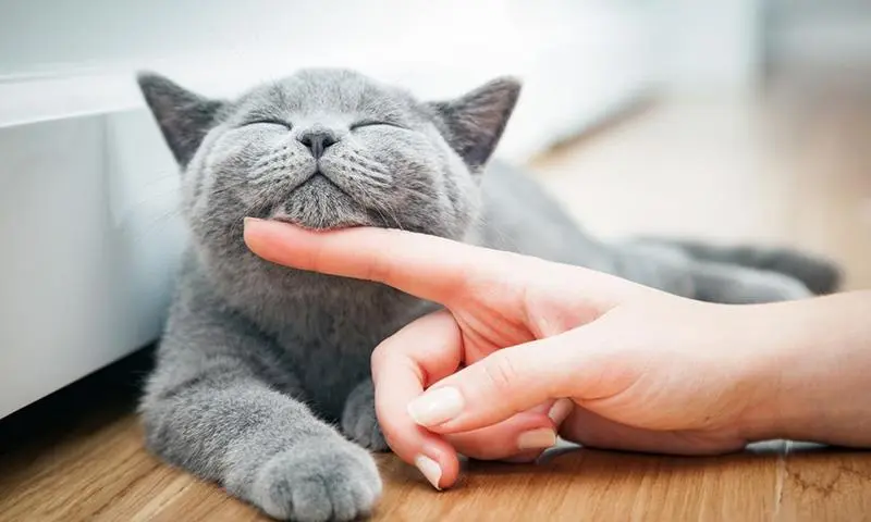 Mơ Thấy Mèo và Những Con Số May Mắn: Giải Mã Điềm Báo Từ Giấc Mơ KU11